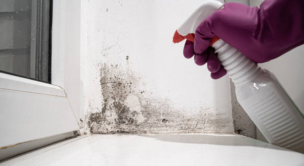 Best Carpet water damage restoration  in Bellmore, NY